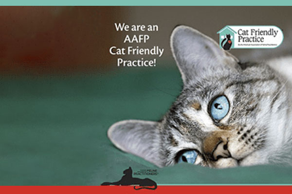 Your Local Cat Friendly Practice - Boise Cat Clinic