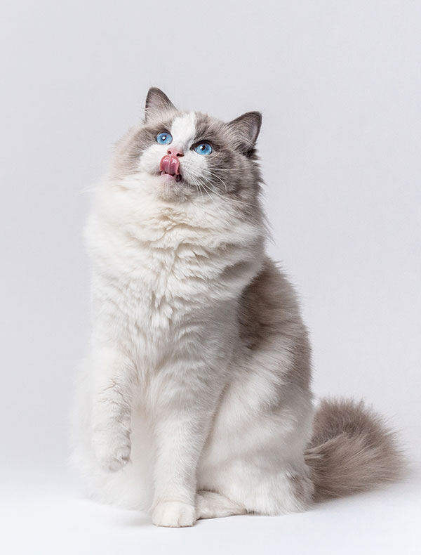 Weight Loss Boise Cat Clinic