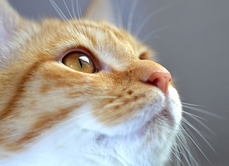 Weight Loss Boise Cat Clinic