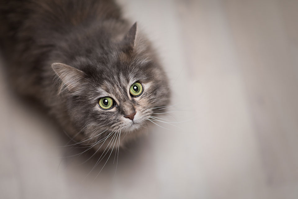 Weight Loss Boise Cat Clinic