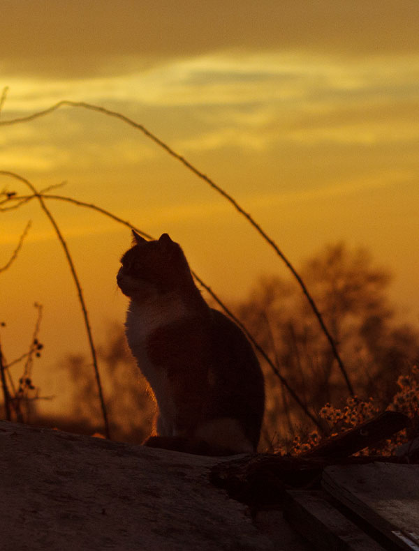 Euthanasia Service Boise Cat Clinic