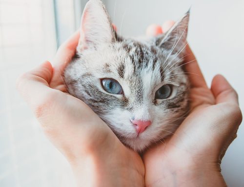 Health Benefits of Cat Ownership